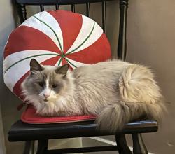 Lost Female Cat last seen S Harrison st and W Darrow ave, Fort Wayne, IN 46807