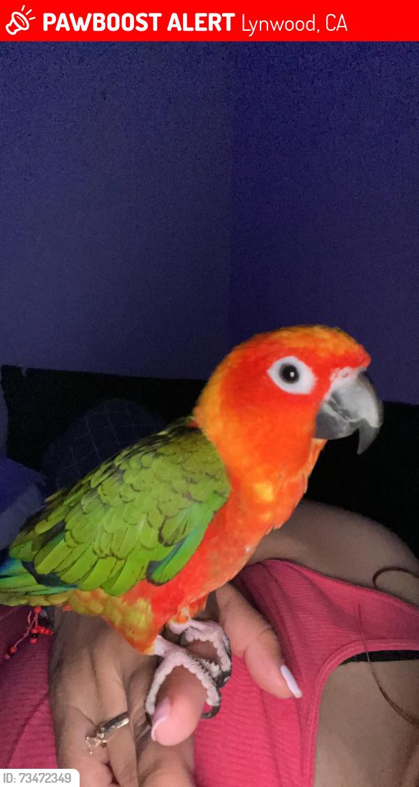 Lost Male Bird last seen Lynwood road and state, Lynwood, CA 90262