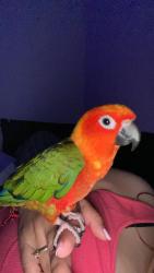 Lost Male Bird last seen Lynwood road and state, Lynwood, CA 90262