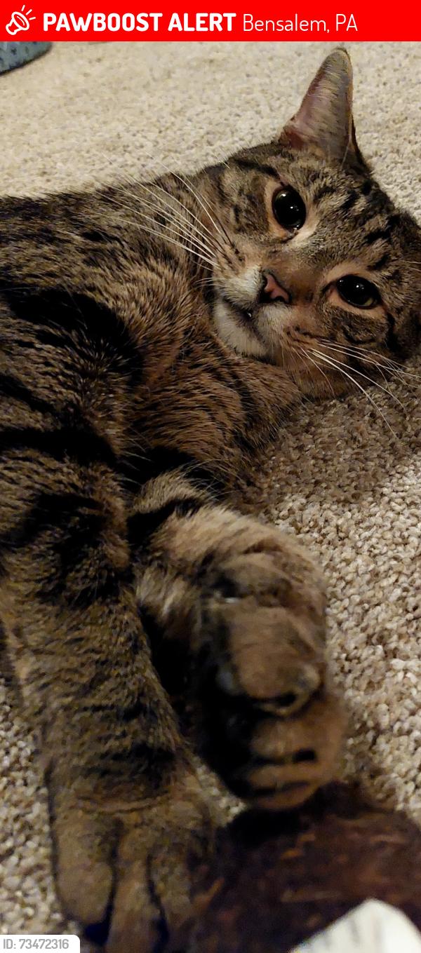 Lost Male Cat last seen State Rd, Bensalem, PA 19020