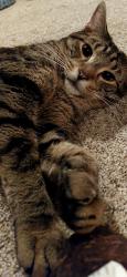 Lost Male Cat last seen State Rd, Bensalem, PA 19020