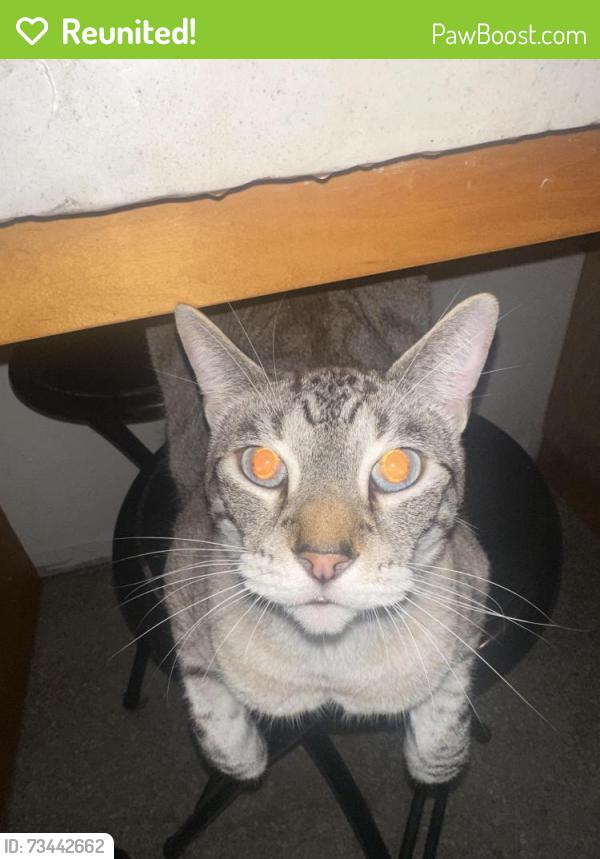 Reunited Male Cat last seen Bay and Dale Mabry, Tampa, FL 33616