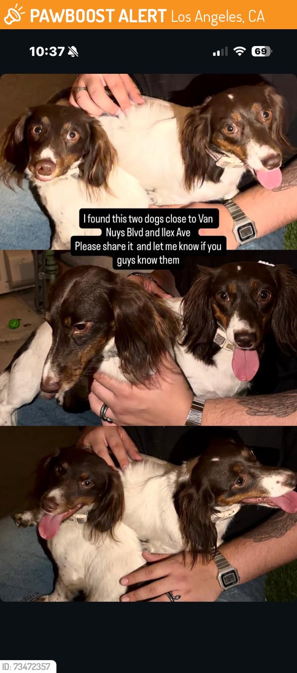 Found/Stray Male Dog last seen Vanays Pacoima, Los Angeles, CA 91331