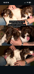 Found/Stray Male Dog last seen Vanays Pacoima, Los Angeles, CA 91331