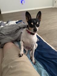 Lost Female Dog last seen Dale Ave and 5th Street, Roanoke, VA 24040