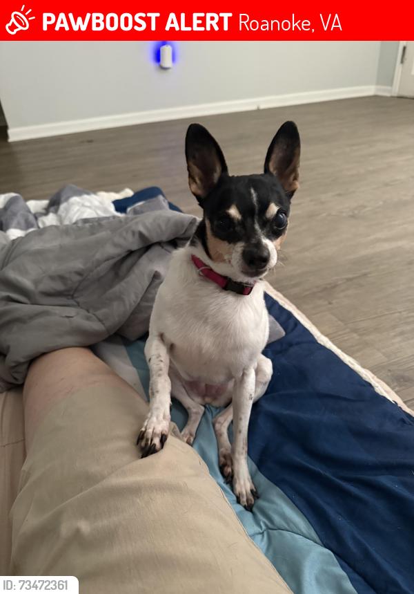 Lost Female Dog last seen Dale Ave and 5th Street, Roanoke, VA 24040