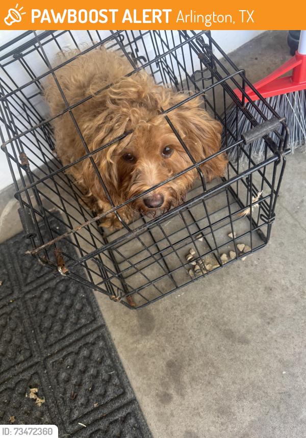 Found/Stray Unknown Dog last seen Parkview Drive, Arlington, TX 76010
