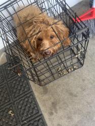 Found/Stray Unknown Dog last seen Parkview Drive, Arlington, TX 76010