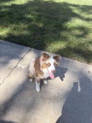 Reunited Male Dog last seen Near Ranch Dr, High Point, NC 27263
