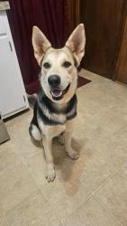 Found/Stray Female Dog last seen Beth & Craven Ave., Winston-Salem, NC 27127