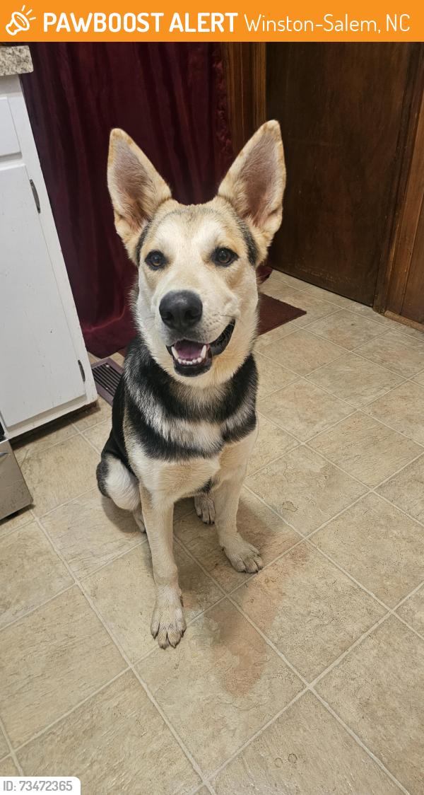 Found/Stray Female Dog last seen Beth & Craven Ave., Winston-Salem, NC 27127