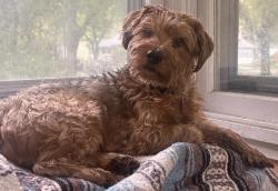 Reunited Male Dog last seen Bracket Park, Minneapolis, MN 55406