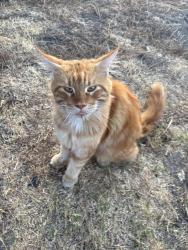 Found/Stray Male Cat last seen Osage, La Presa, CA 91977