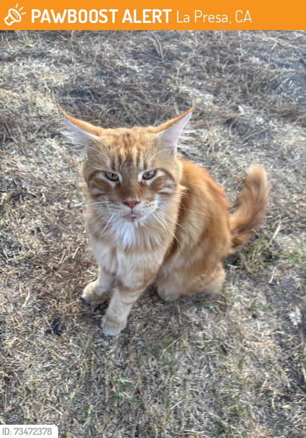 Found/Stray Male Cat last seen Osage, La Presa, CA 91977