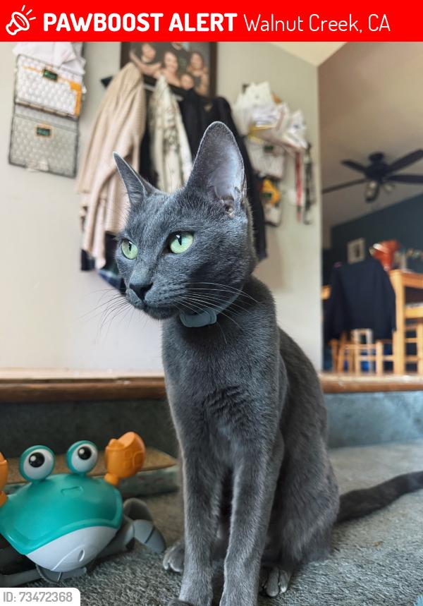 Lost Female Cat last seen eaves walnut creek apmt complex, Walnut Creek, CA 94597