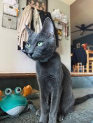 Lost Female Cat last seen eaves walnut creek apmt complex, Walnut Creek, CA 94597