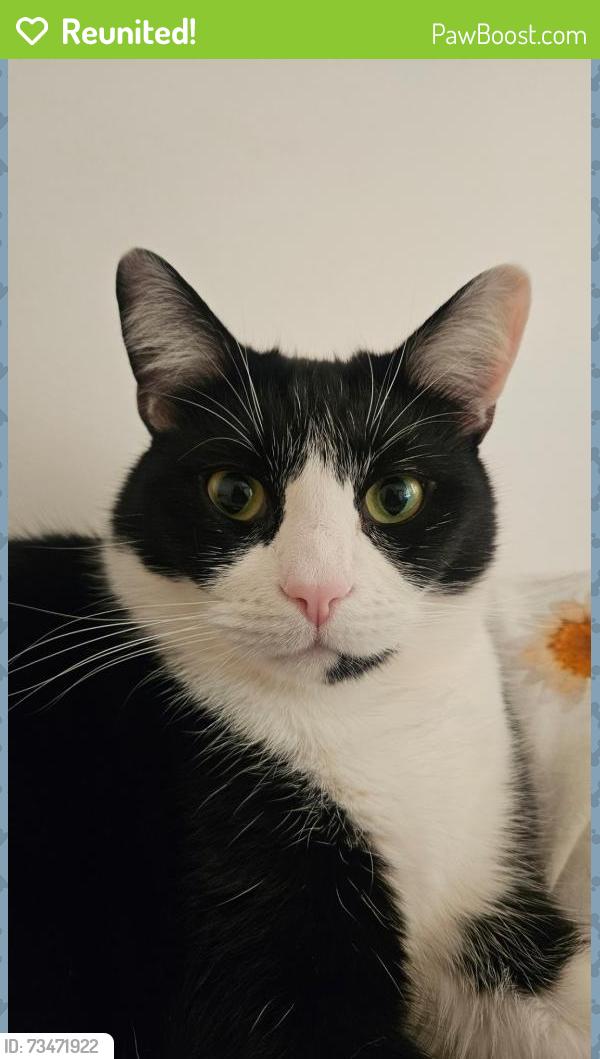 Reunited Male Cat last seen Kidbrooke area, Kidbrooke, England 