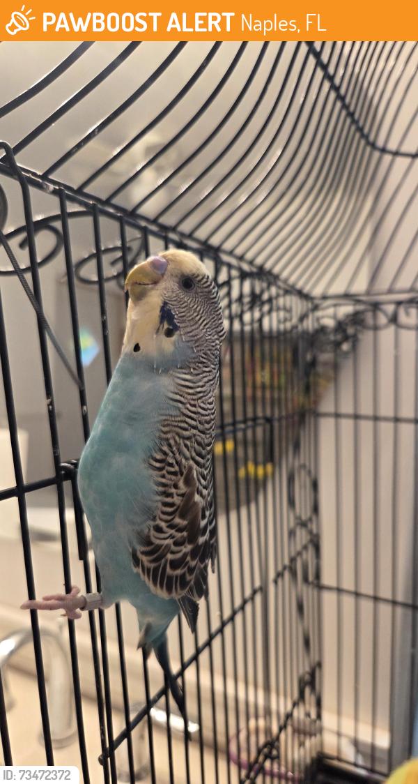 Found/Stray Male Bird last seen Piper's Grove, Airport-Pulling Rd., Naples, FL 34102