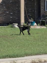 Found/Stray Male Dog last seen On the corner of Gerber Meadow and Bluff Crossing at Miller Ranch across the Karen Wagner Highschool., San Antonio, TX 78233