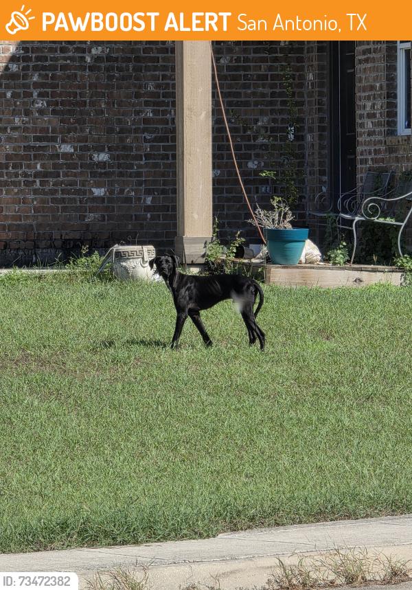 Found/Stray Male Dog last seen On the corner of Gerber Meadow and Bluff Crossing at Miller Ranch across the Karen Wagner Highschool., San Antonio, TX 78233