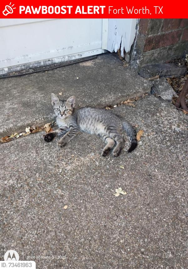 Lost Female Cat last seen Brookhaven Trail & Whitehurst Dr, Fort Worth, TX 76133