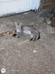 Lost Female Cat last seen Brookhaven Trail & Whitehurst Dr, Fort Worth, TX 76133
