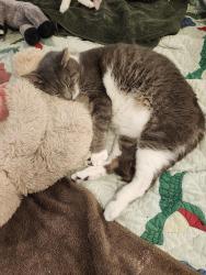 Lost Male Cat last seen Derby park, tobiano street new bern, New Bern, NC 28562