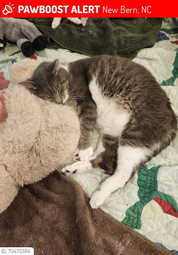 Lost Male Cat last seen Derby park, tobiano street new bern, New Bern, NC 28562