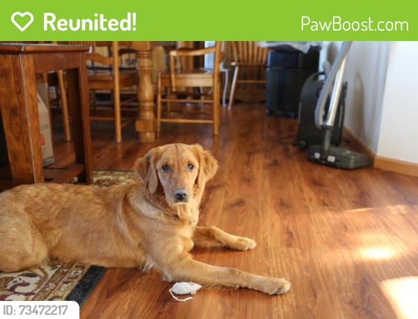 Reunited Female Dog last seen Season's Parkway, Winterberry Drive, Woodbury, MN 55125