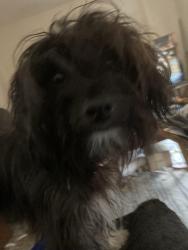 Reunited Male Dog last seen Cimmirron Woods Dr & Harrison St, La Vista, NE 68128