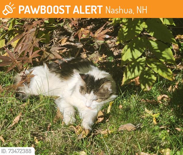 Found/Stray Unknown Cat last seen Allds St, Nashua, NH 03060