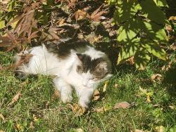 Found/Stray Unknown Cat last seen Allds St, Nashua, NH 03060