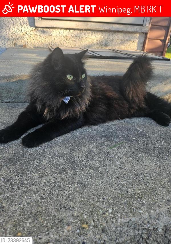 Lost Male Cat last seen Sandsome & Lepine, Winnipeg, MB R3K 1T8
