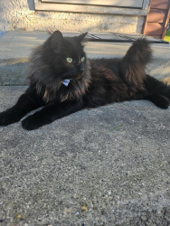Lost Male Cat last seen Sandsome & Lepine, Winnipeg, MB R3K 1T8