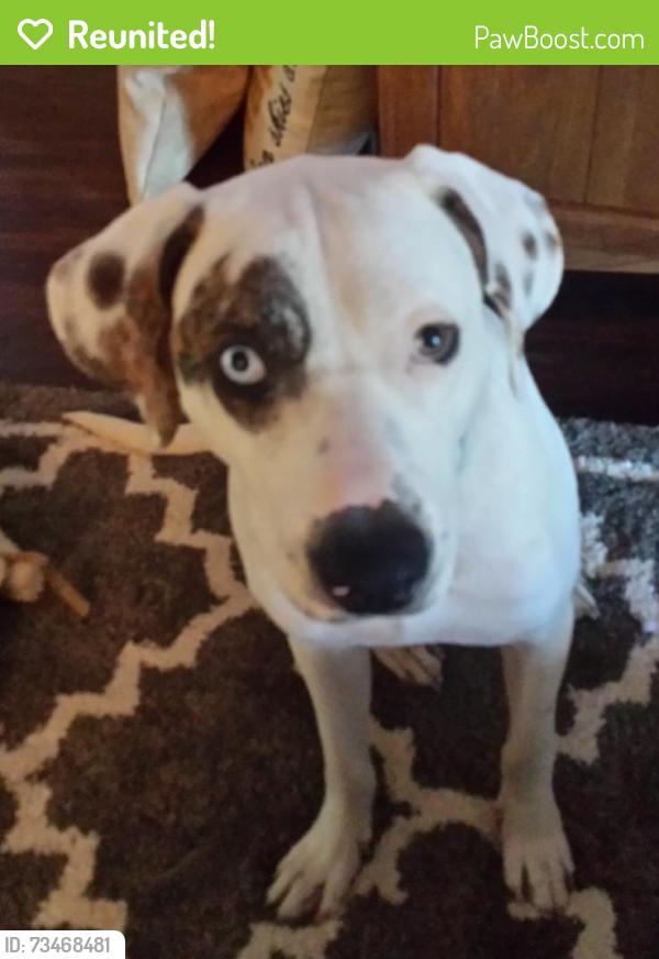Reunited Male Dog last seen W. BERCKMAN STREET, WILLARD AVE. AND WEST MIRROR LAKE, Fruitland Park, FL 34731