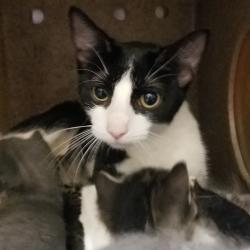 Shelter Stray Female Cat last seen , Animal Care & Control Team of Philly, 111 W Hunting Park Ave, Philadelphia, PA 19140, USA