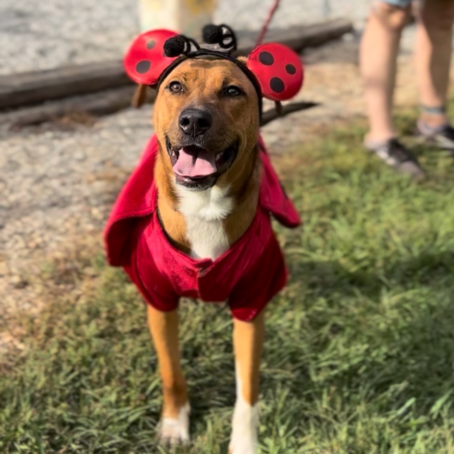 Shelter Stray Female Dog last seen , 328 Furman Hall Rd, Greenville, SC 29609, USA