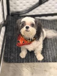 Reunited Unknown Dog last seen Abranova & Courtney Creek, Durham, NC 27713