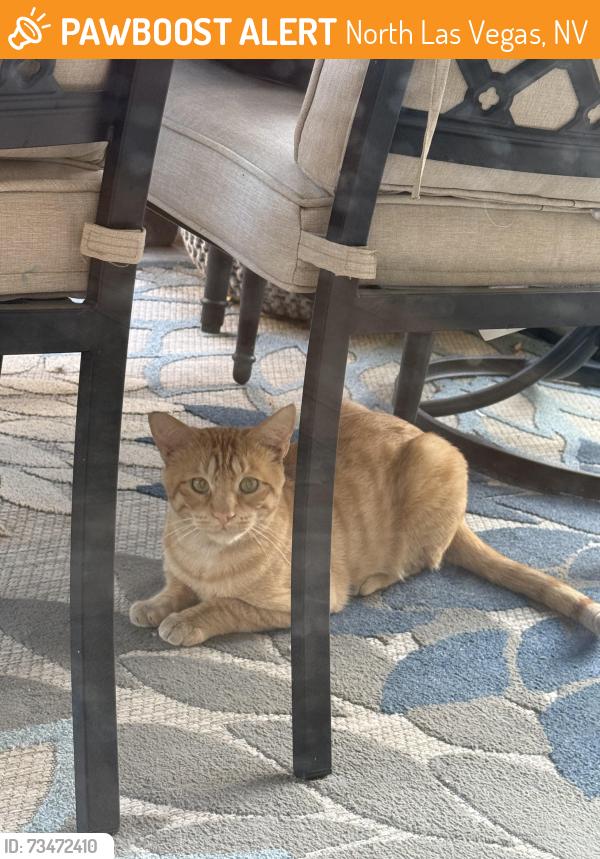 Found/Stray Unknown Cat last seen Loose/centenial, North Las Vegas, NV 89086