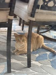 Found/Stray Unknown Cat last seen Loose/centenial, North Las Vegas, NV 89086