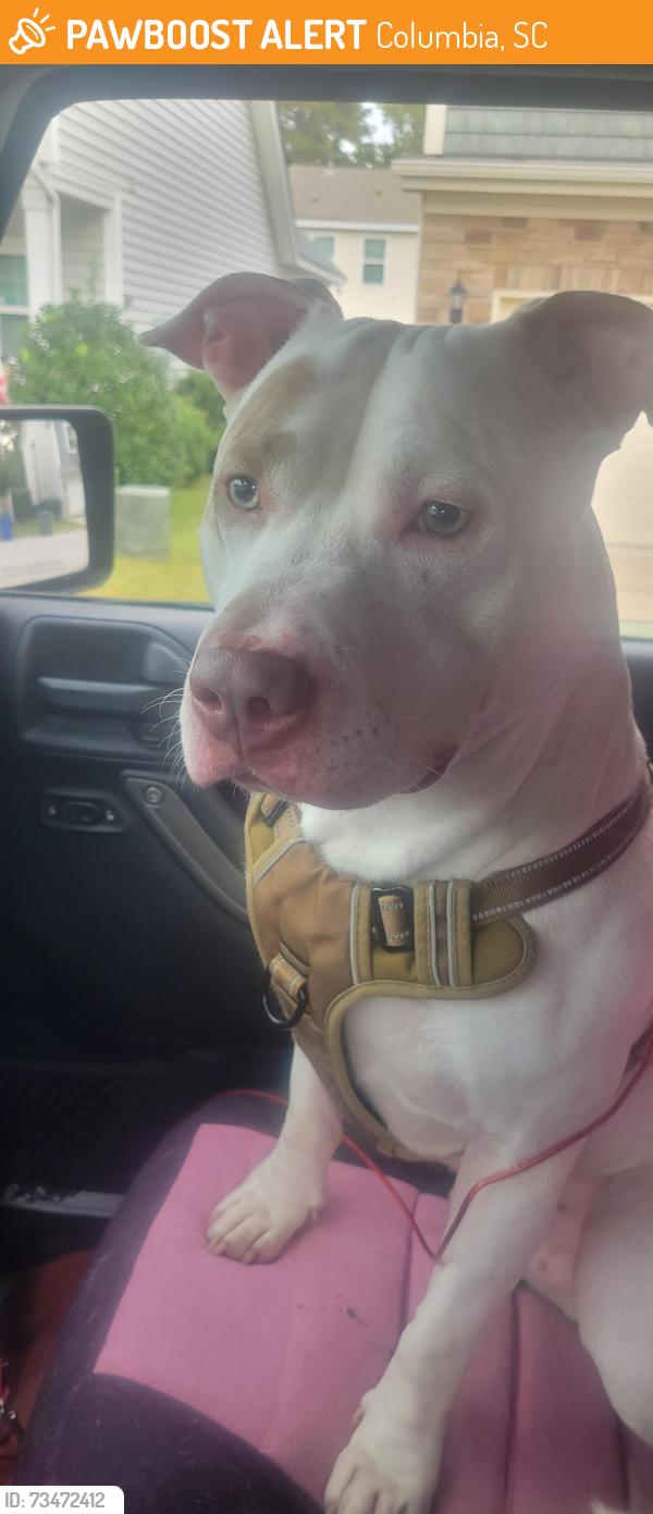 Found/Stray Male Dog last seen Hazelwood and Terry, Columbia, SC 29209