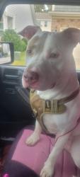 Found/Stray Male Dog last seen Hazelwood and Terry, Columbia, SC 29209