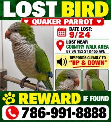 Lost Female Bird last seen Near St SW 155 Avenue, Miami, FL 33187