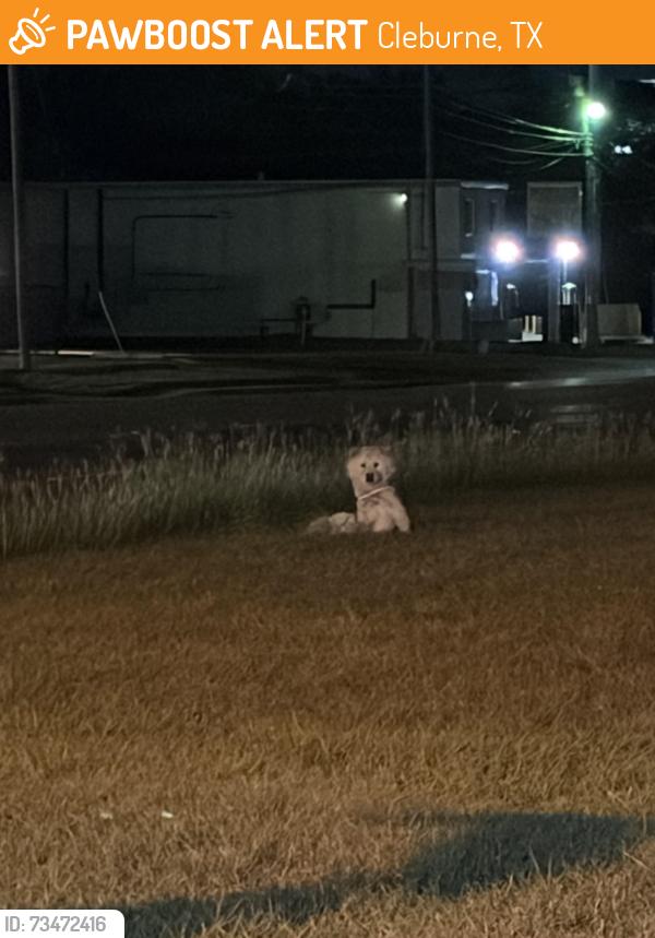 Found/Stray Unknown Dog last seen Kilpatrick and Buffalo, Cleburne, TX 76033