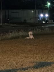 Found/Stray Unknown Dog last seen Kilpatrick and Buffalo, Cleburne, TX 76033