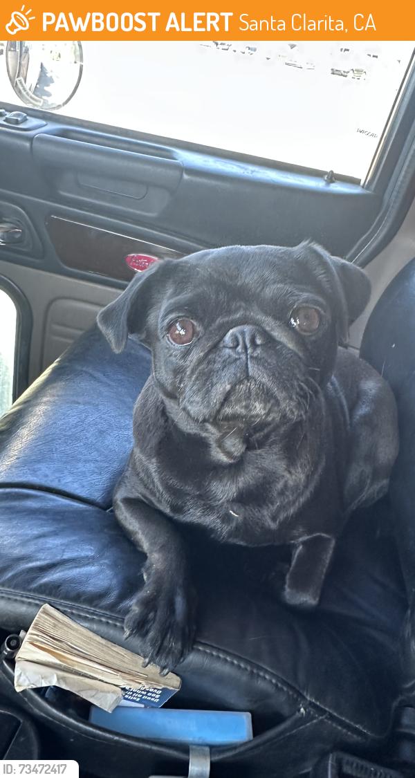 Found/Stray Female Dog last seen Petersen rd, and mint canyon, Santa Clarita, CA 91390