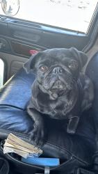 Found/Stray Female Dog last seen Petersen rd, and mint canyon, Santa Clarita, CA 91390