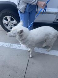 Found/Stray Female Dog last seen 29th Street and Main Street, Fort Worth, TX 76130