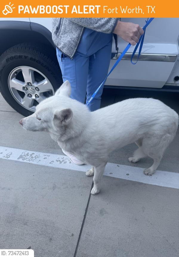 Found/Stray Female Dog last seen 29th Street and Main Street, Fort Worth, TX 76130