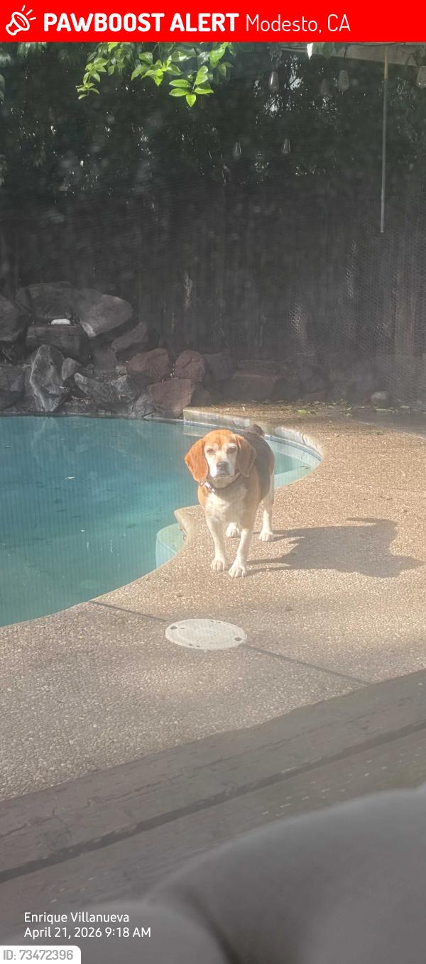 Lost Male Dog last seen Near julene dr modesto ca, Modesto, CA 95357
